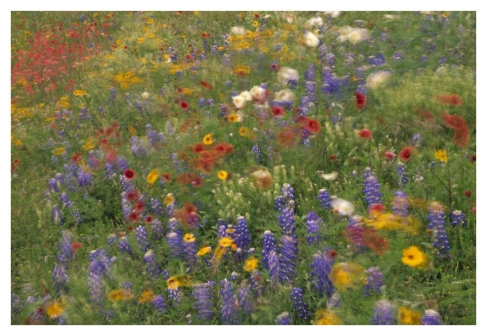 "Wildflowers blowing in the wind, Hill Country, Texas" Paper Art, 38"x26"
