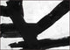 Untitled Black And White 2, Giclee Reproduction Artwork