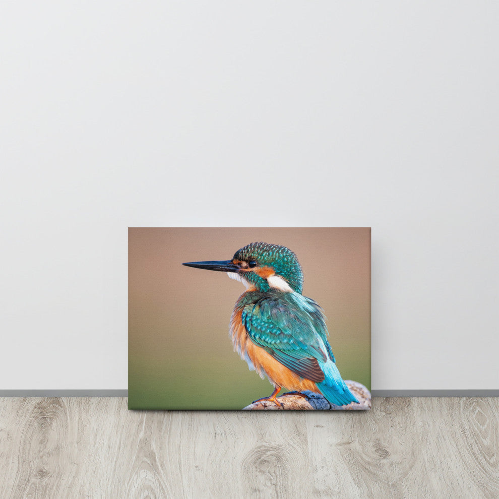 Common Kingfisher Bird on Perch Animal Wildlife Photograph Canvas Wall Art Print, 12" X 16"