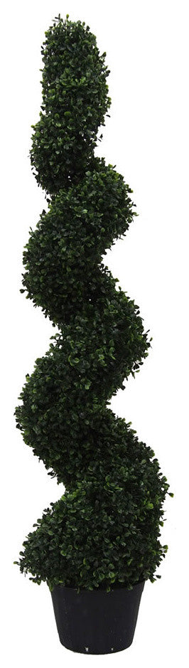 4' Boxwood Spiral In Pot (Uv)