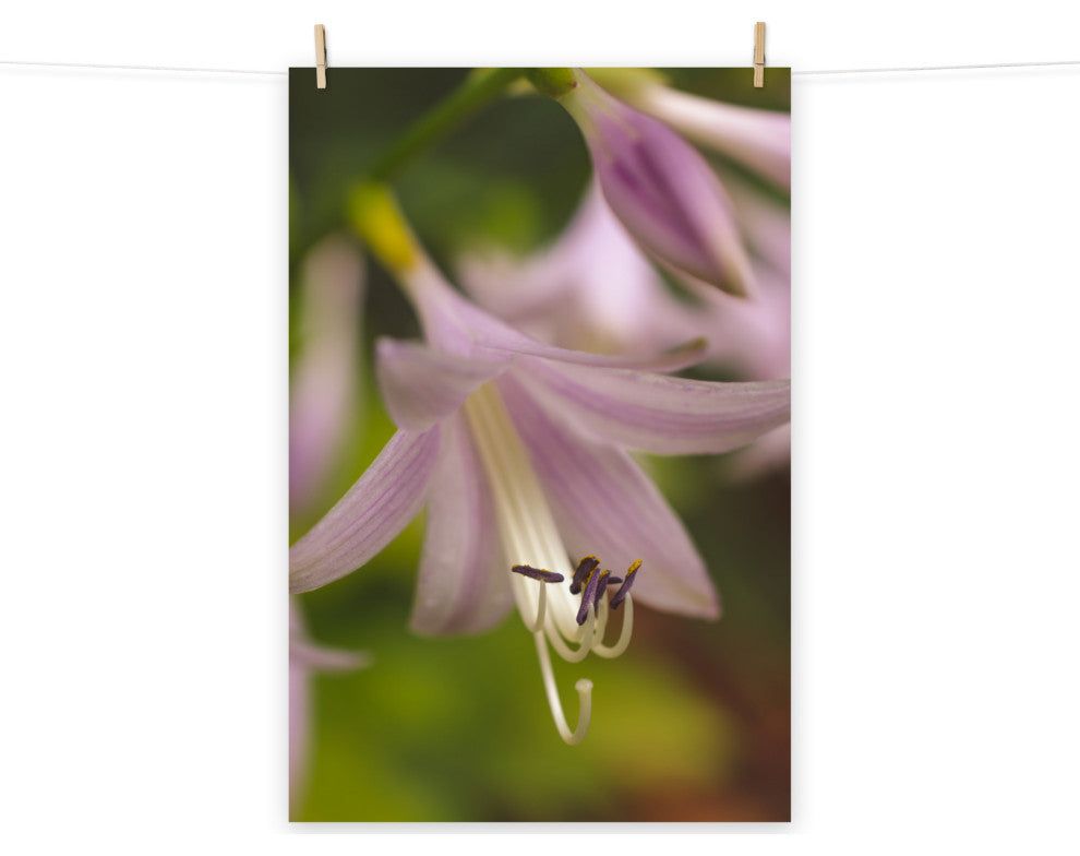 Close-up Hosta Bloom Nature Photography, Floral Unframed Wall Art Print, 24" X 36"