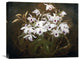 "Dinrobium Orchids" Stretched Canvas Giclee by James Stuart Park, 22"x18"