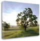 "Oak Tree - 96" By Alan Blaustein, Giclee Print on Gallery Wrap Canvas