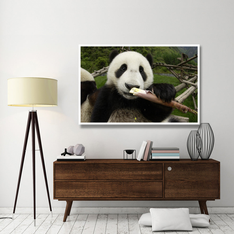 "Young Panda learning to eat bamboo, Wolong Nature Reserve" Paper Art, 62"x42"
