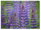 Cora Niele ''Blue Lupine Flowers'' Canvas Art