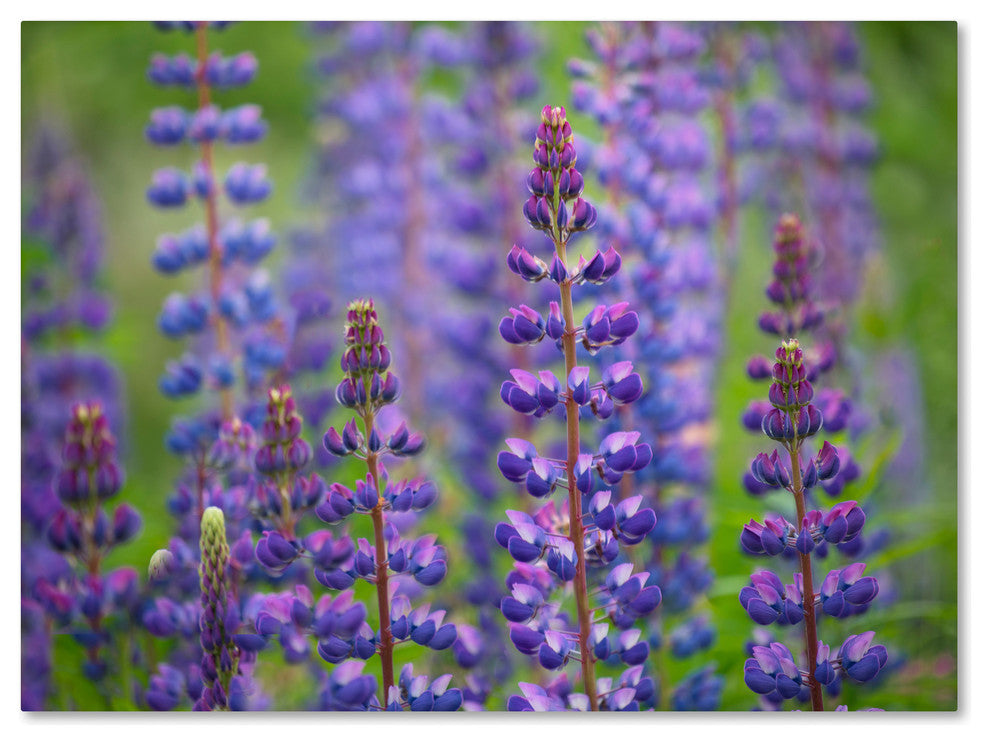 Cora Niele ''Blue Lupine Flowers'' Canvas Art