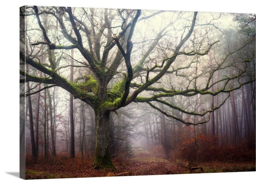 "The old octopus oak tree" Wrapped Canvas Art Print, 36"x24"x1.5"