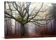 "The old octopus oak tree" Wrapped Canvas Art Print, 36"x24"x1.5"