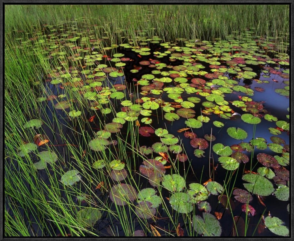 Pond With Lily Pads and Grasses, Cape Cod, Massachusetts, 24"x20"