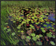 Pond With Lily Pads and Grasses, Cape Cod, Massachusetts, 24"x20"