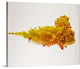 "Gurnard Fish" Wrapped Canvas Art Print, 30"x24"x1.5"