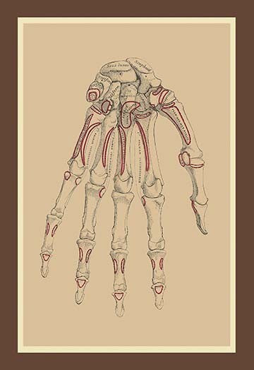 Bones of the Lower Row - Gallery Wrapped Canvas Art 28" x 42"