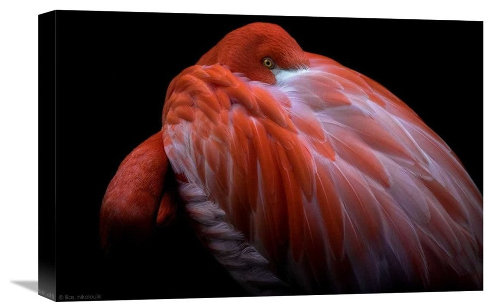 "Shy" Stretched Canvas Giclee by Ilias Nikoloulis, 22x15"