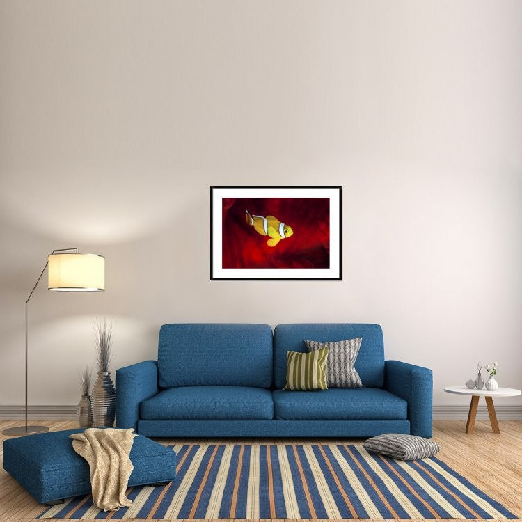 "Clownfish" Framed Digital Print by Barathieu Gabriel, 44x32"