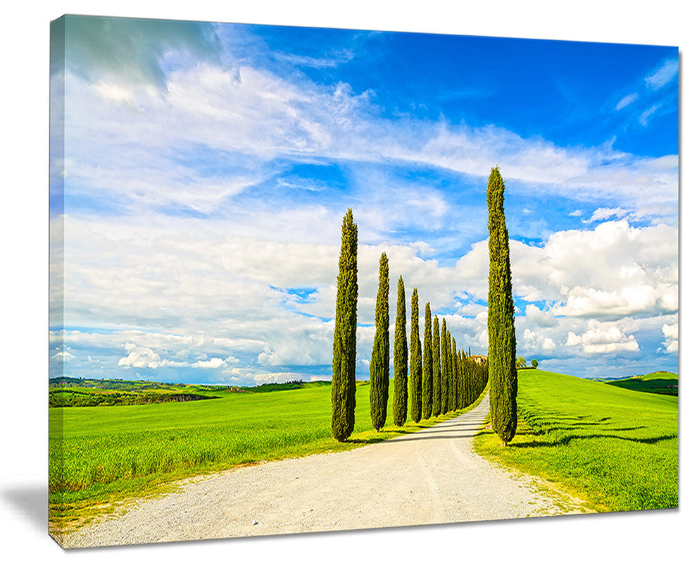 "White Road Through Cypress Trees" Landscape Wall Art Print, 20"x12"