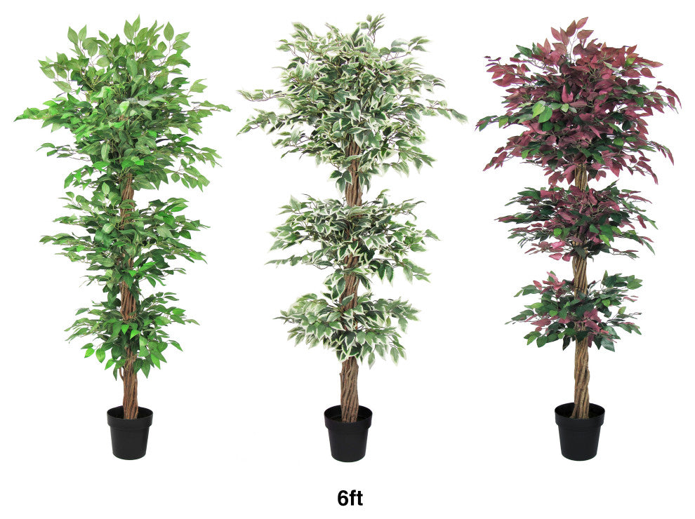 Shows color/variant options for the same plant.