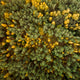 "Yellow and Green Trees" Print on Canvas by Karolis Janulis
