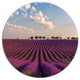 Shiny Lavender Field In Provence, Landscape Round Wall Art, 11"