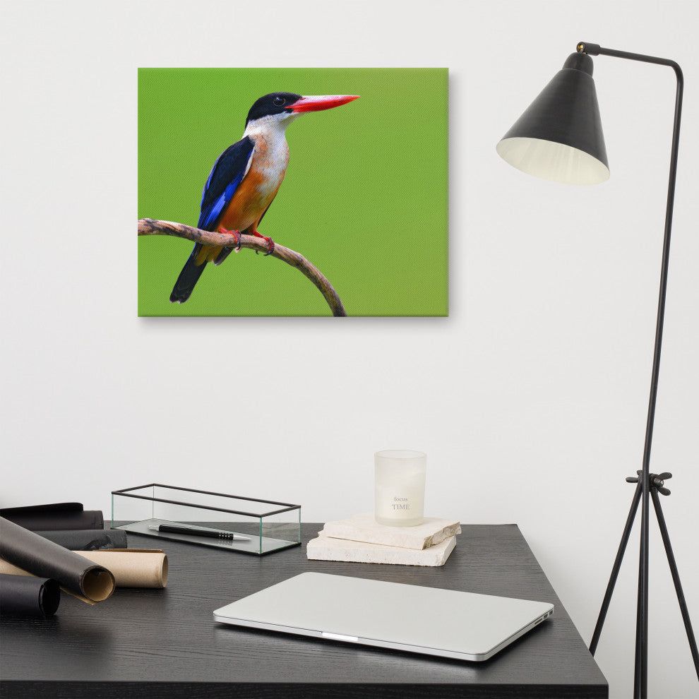 Black Capped Kingfisher Bird on Perch Wildlife Photograph Canvas Wall Art Print, 16" X 20"