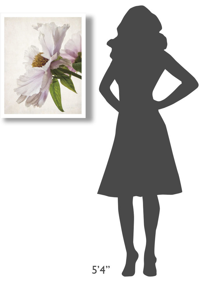 "Translucent Peony IV" Digital Paper Print by Debra Van Swearingen, 22"x26"
