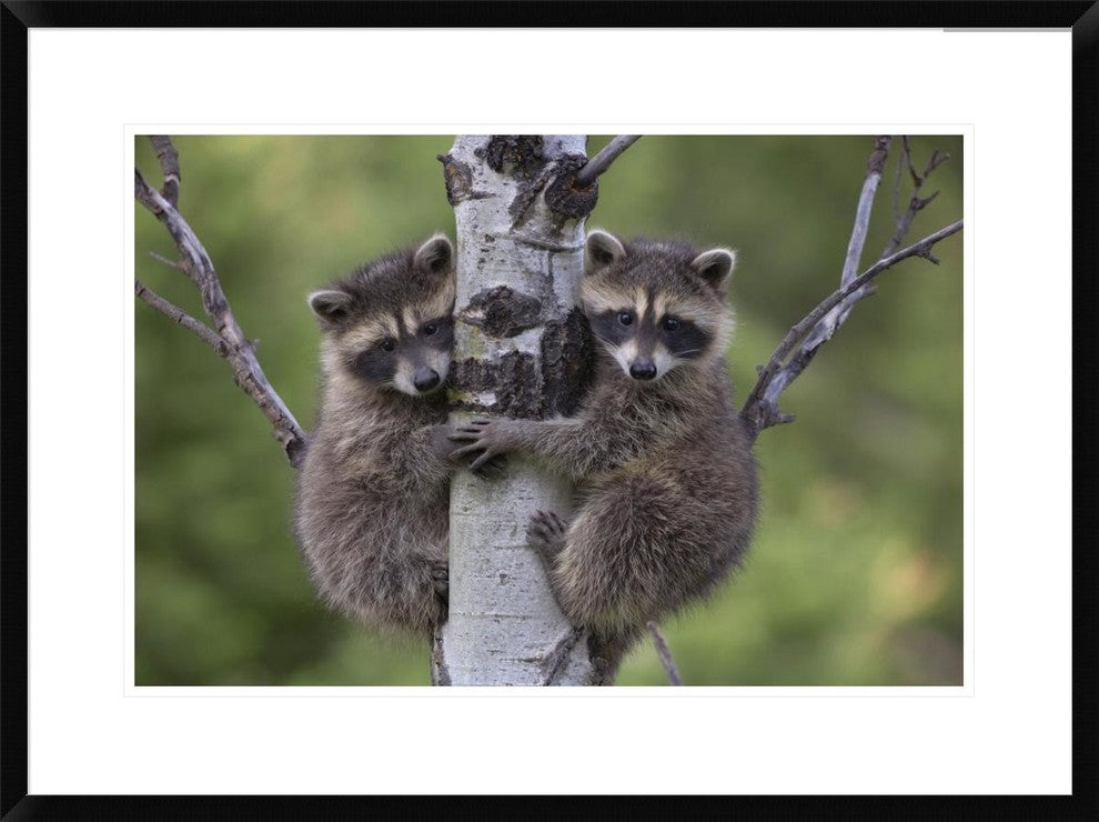 "Raccoon two babies climbing tree, North America"  by Tim Fitzharris, 32x24"