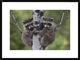 "Raccoon two babies climbing tree, North America"  by Tim Fitzharris, 32x24"