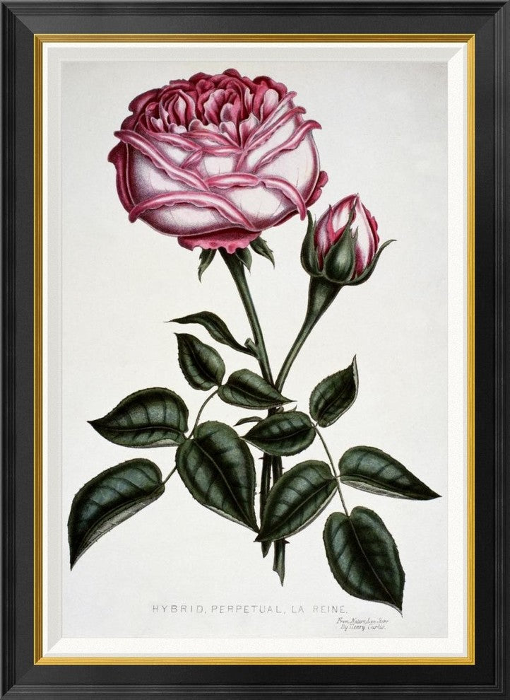 "Hybrid, Perpetual, La Reine" Framed Canvas Giclee by Henry Curtis, 26x36"
