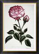 "Hybrid, Perpetual, La Reine" Framed Canvas Giclee by Henry Curtis, 26x36"