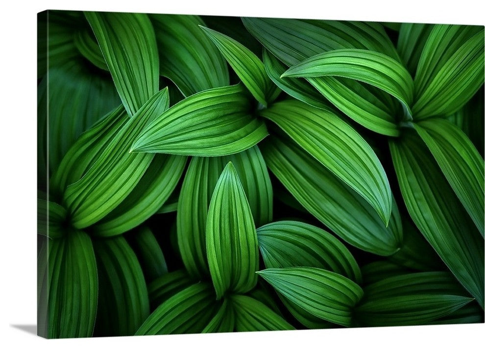 "Hellebore 1" Wrapped Canvas Art Print, 24"x16"x1.5"