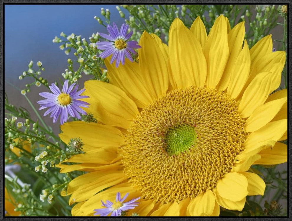 "Common Sunflower and Asters, North America"  by Tim Fitzharris, 25x19"