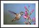 Rufous Hummingbird Juvenile Feeding On Flowers, New Mexico, 42"x30"