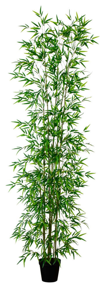 Studio-style product image on uniform white background, full view of the plant, no text.