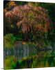 "Fall Reflection" Wrapped Canvas Art Print, 34"x40"x1.5"