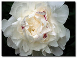 'Perfect Peony' Canvas Art by Kurt Shaffer