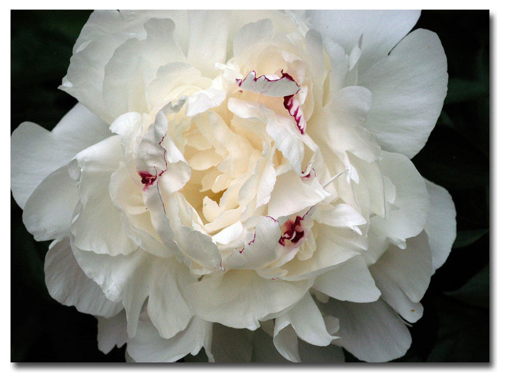 'Perfect Peony' Canvas Art by Kurt Shaffer