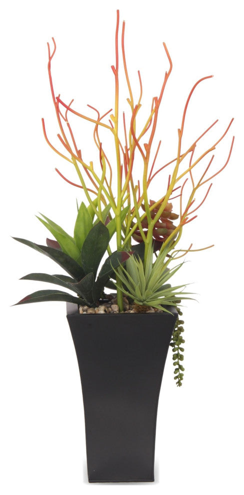 Pencil Cactus, Agave Arrangement, Black Square Metal Pot