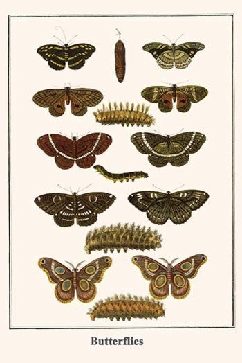Butterflies - Fine Art Giclee Print 24" x 36"