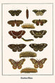 Butterflies - Fine Art Giclee Print 24" x 36"