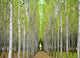 "Into the Woods, One" Metal, 32"x44"