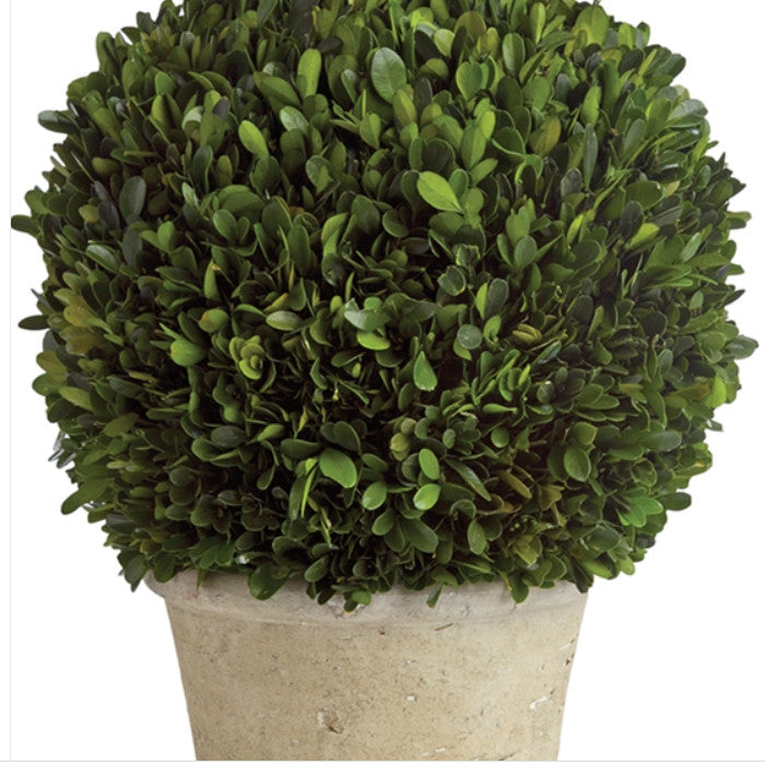 Elegant 16 in Ball Topiary in Pot Preserved Boxwood Greenery Faux Floral English