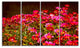 Small Red Flowers in Spring Photo, Floral Canvas Artwork, 48"x28", 4 Panels