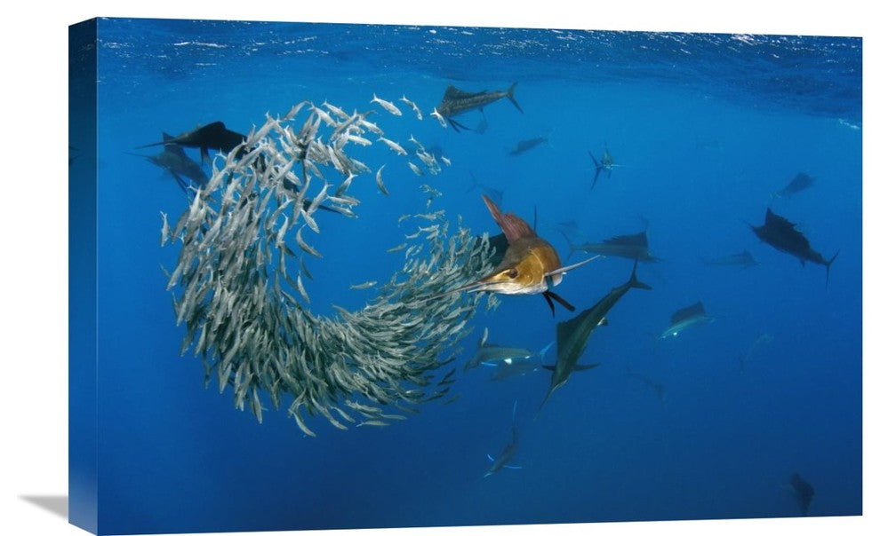 "Atlantic Sailfish Group Hunting Round Sardinella, Isla Mujeres, Mexico" Artwork