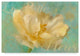 "La Belle Fleur I" by Cora Niele, Canvas Art, 16"x24"