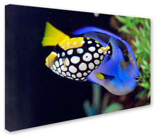 'Colorful Tropical Fish' Canvas Art by Kurt Shaffer