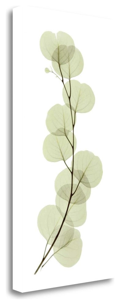 "Eucalyptus" By Acee, Giclee Print on Gallery Wrap Canvas, Ready to Hang