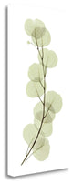 "Eucalyptus" By Acee, Giclee Print on Gallery Wrap Canvas, Ready to Hang