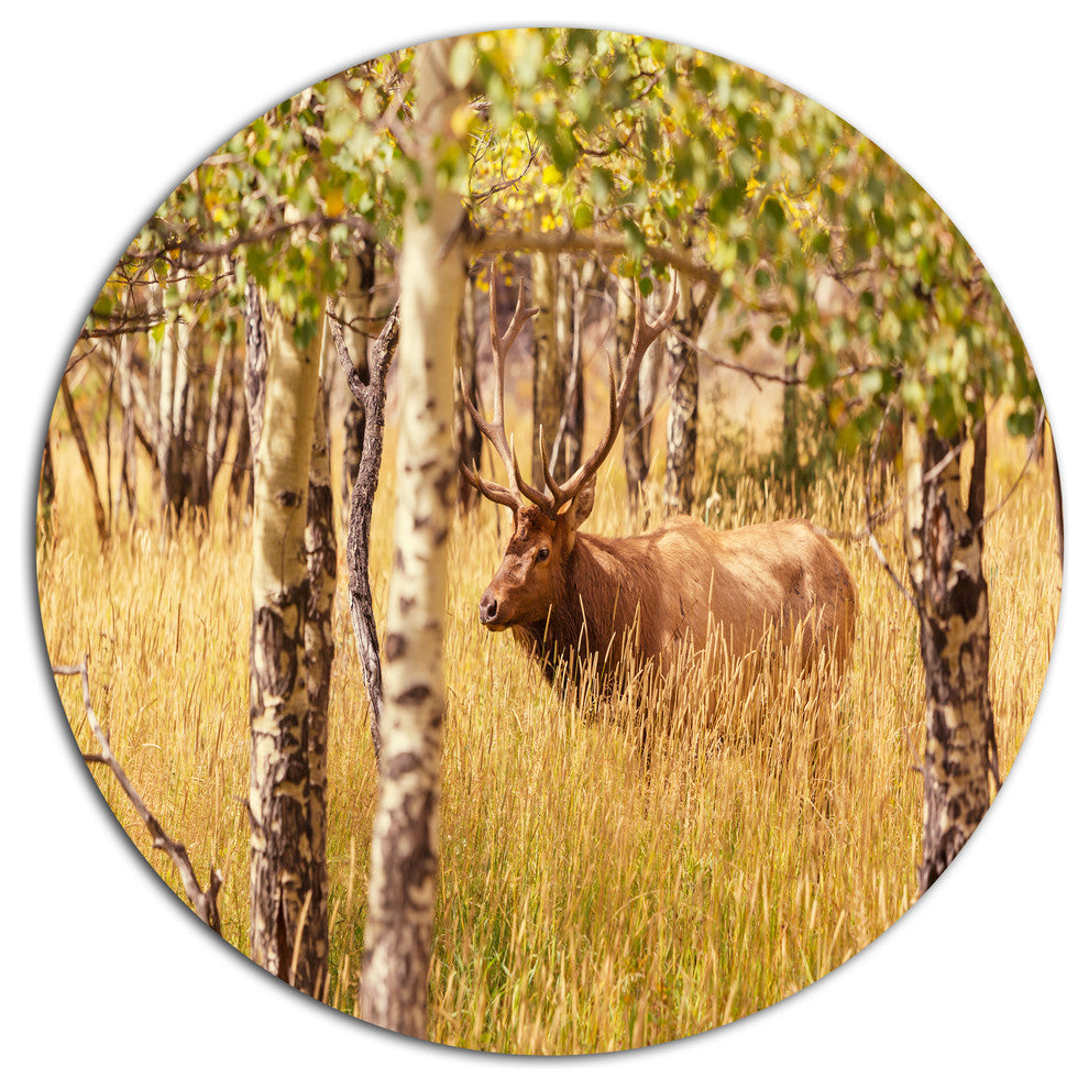 Deer In Thick Forest Grassland, Landscape Large Disc Metal Artwork, 23"
