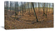 Woods in Fall Forest Panorama, Forest Canvas Art Print, 32"x16"