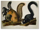 'Fox Squirrel' Canvas Art by John James Audubon