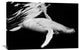 "Black and Whale" Stretched Canvas Giclee by Barathieu Gabriel, 36x24"